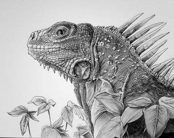 Iguana print of an original pencil drawing