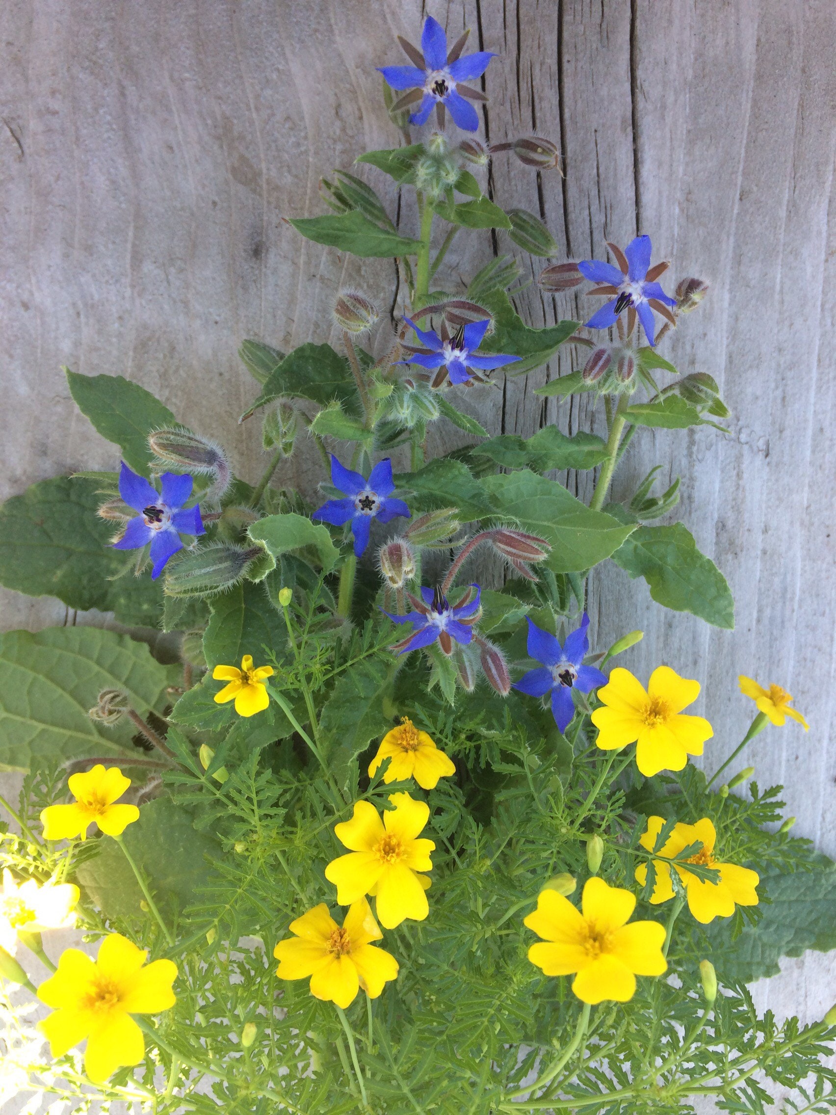 Beneficial Borage Perennial Companion Plant Water Wise Herb Seed from