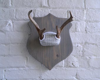 Vintage Mounted Deer Antlers - Repurposed