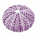 Purple Urchin