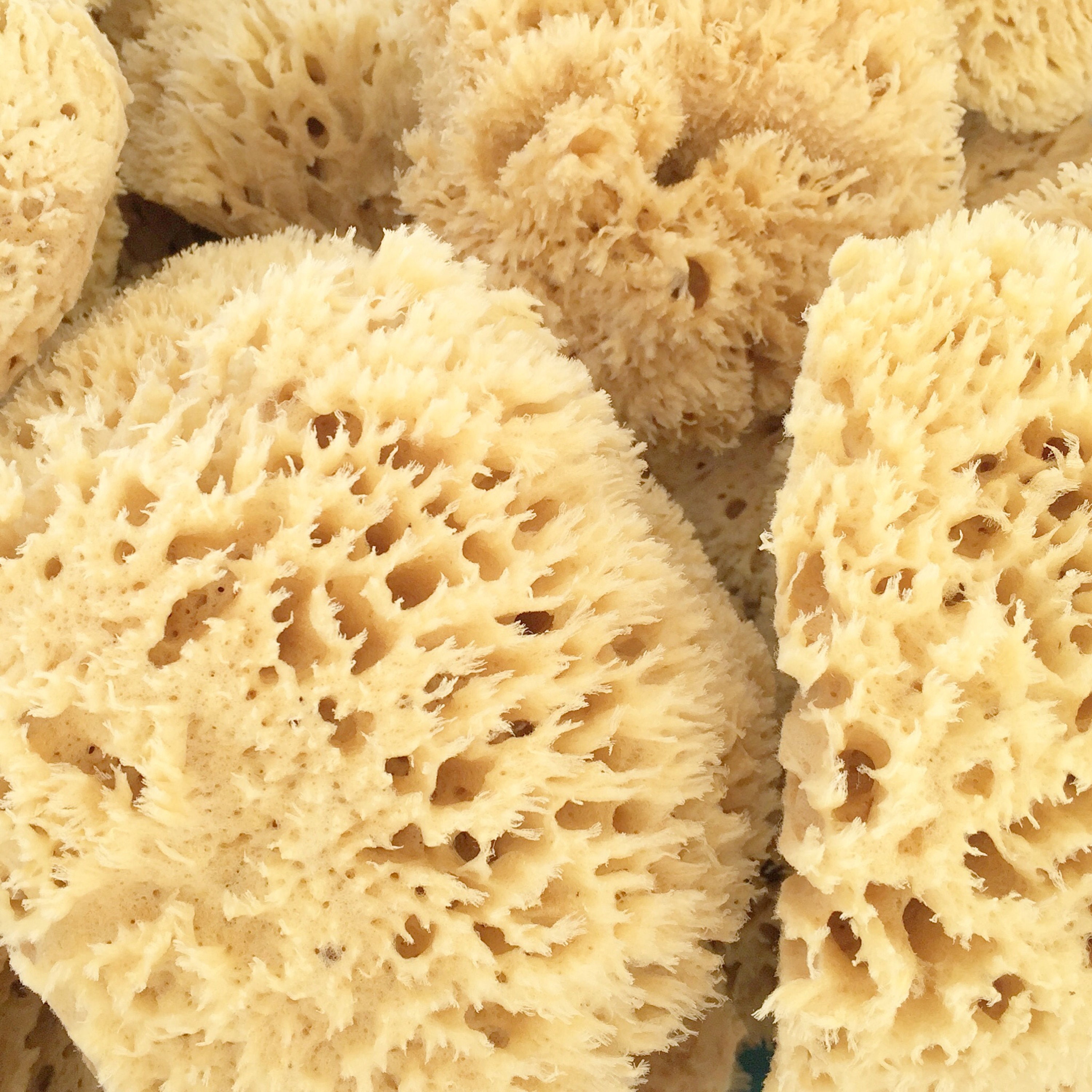 Sea Wool Sponge 67 Cut