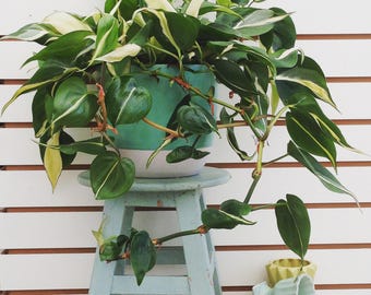 Philodendron Silver Stripe Cuttings (5)