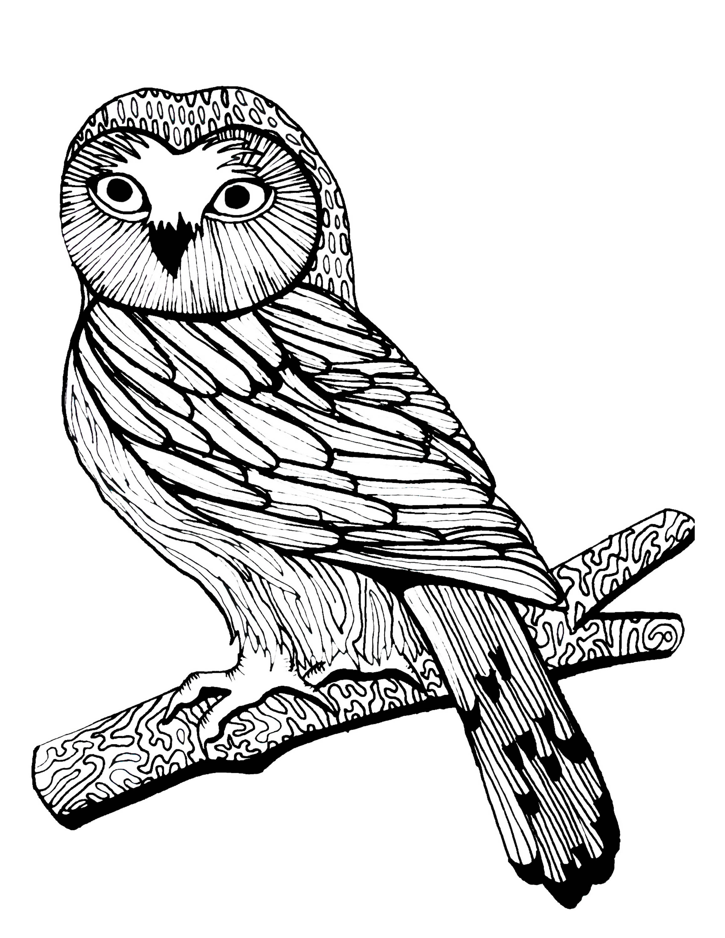 Download Adult coloring page woodland owl birds of prey owl