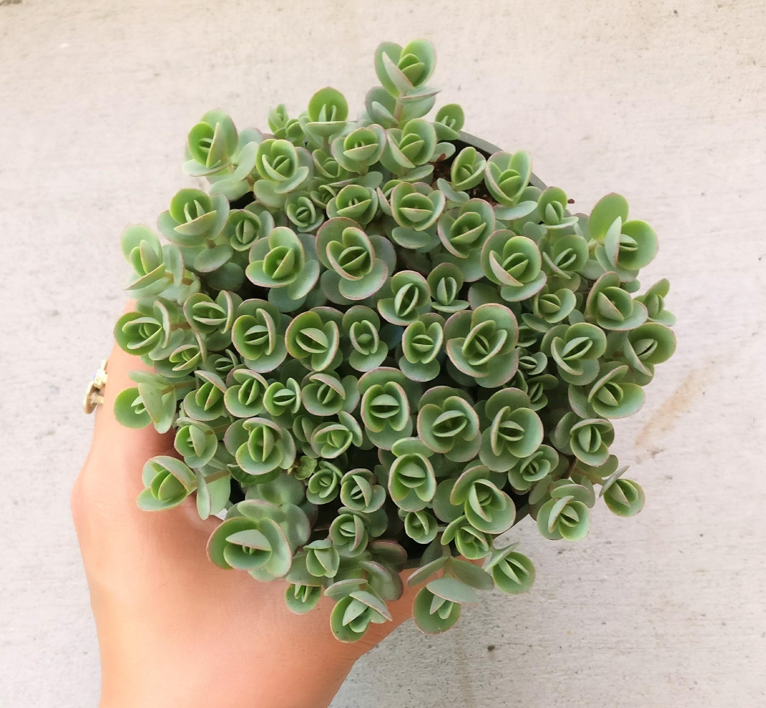 Sedum Lime Zinger Succulent Lime Green Planters Cute Little