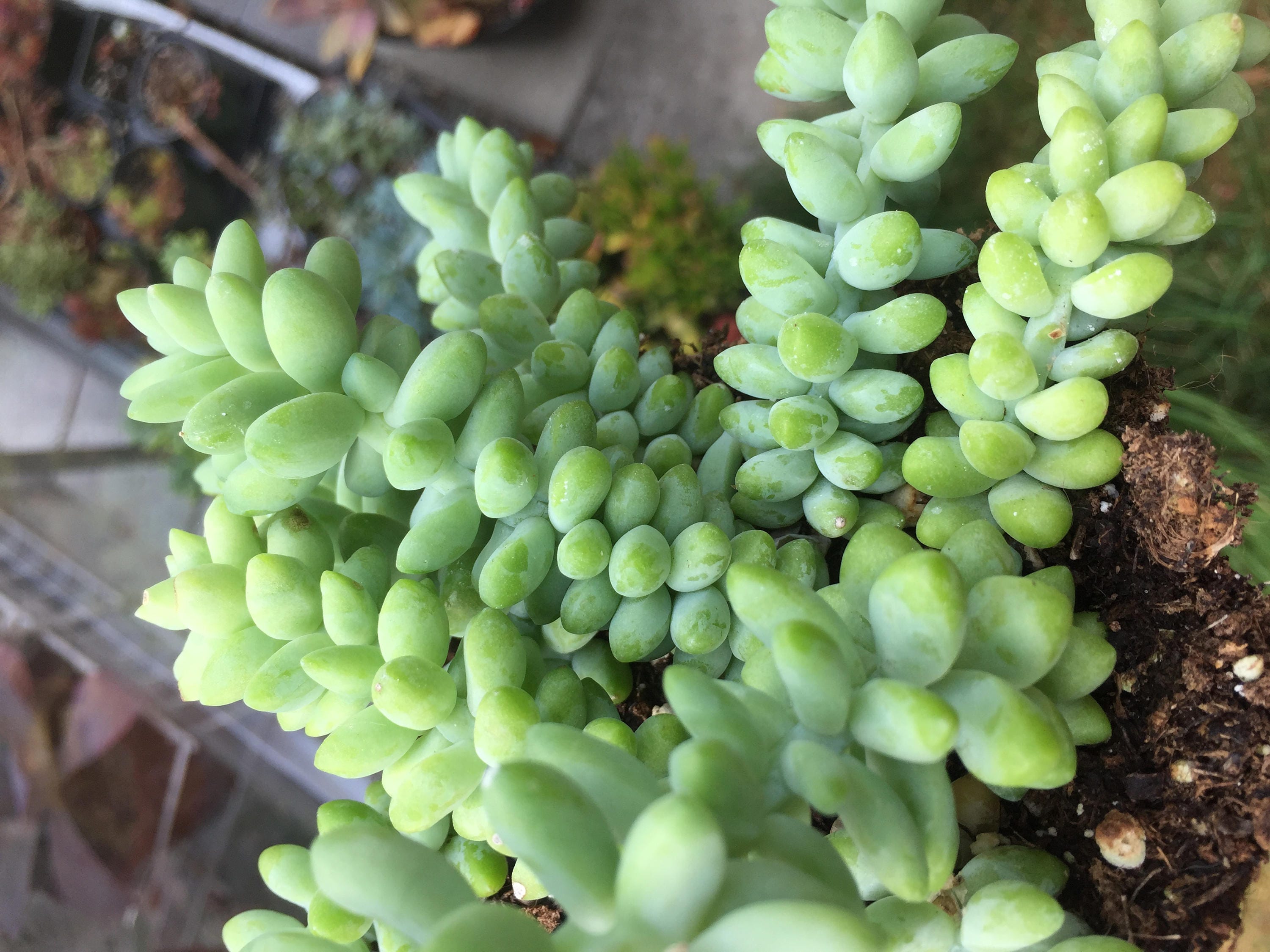 Baby Donkey Tails/Sedum Burrito/Succulent