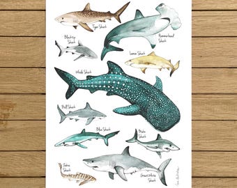 Sharks Poster, Giclée Print, Watercolour illustration, A3 or A4 size