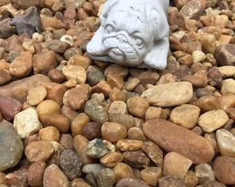 Cement Concrete Bulldog/Pug Garden Statue