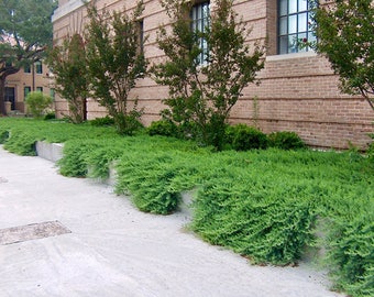 Hardy ground cover | Etsy