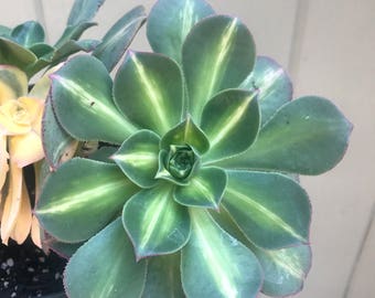 Rare Aeonium Starburst and Sunburst Hybrid