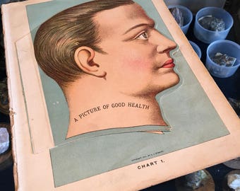 View of the head anatomical antique early 1900s overlay