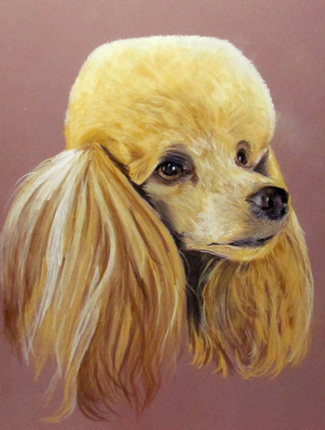 Un petit caniche abricot chien portrait animalier au Un petit caniche abricot chien portrait animalier au