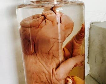 Pig Cyclops preserved in formalin, Malformation, taxidermy, Curio Cabinet