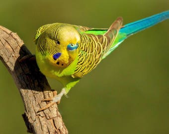 Pretty Boy