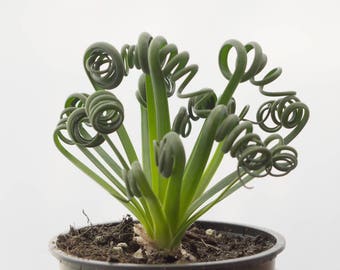 RARE Succulent Frizzle Sizzle Plant, Succulent, Easy House Plant, Indoor Plants, Albuca Spiralis, Green Gift, Home Decor Frizzle Sizzle