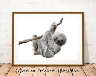 Sloth Print, Colombian Three Toed Sloth Wall Art, Baby Shower, Kids Room Decor, Nursery Decor, Large Printable Poster, Instant Download,#577