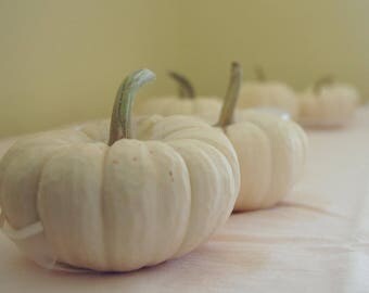 15 Mini Baby Boo Pumpkins Fall Weddings, Halloween,Thanksgiving, Fall and Winter Decor