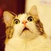 neokitty
