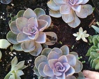 Gorgeous Large Echeverias Perle Von Nurnberg