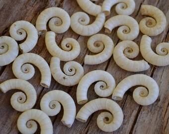 Spirula Spirula Shells, Rams Horn, Macaroni Shells, Sailor's Valentines (3/4")| 10 Pieces