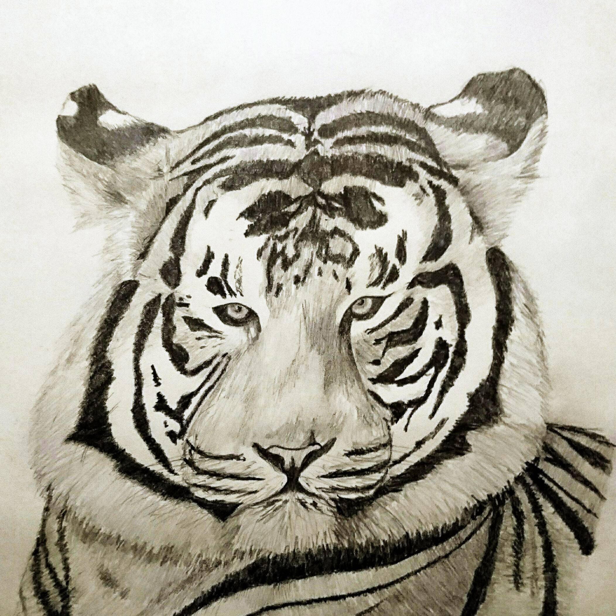 Tiger Sketch A4 Pencil Art. Original Artwork.