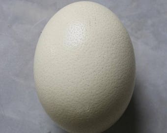Ostrich Egg