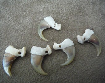 5 Pcs. Clean and Drilled Bobcat Claws - Wild animal - Taxidermy - Obscura