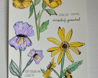 Botanical Sketches - Flowers in ink and watercolour