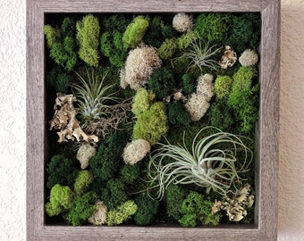 Framed Vertical Wall Garden with Three Air Plants (Tillandsia) and Reindeer Moss with Lichen 10x10 inches 4 frame color options