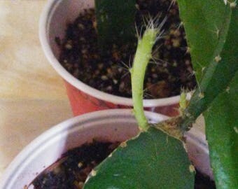 Live Plant - Pitaya Dragon Fruit Rooted Live Plant PLUS Seeds