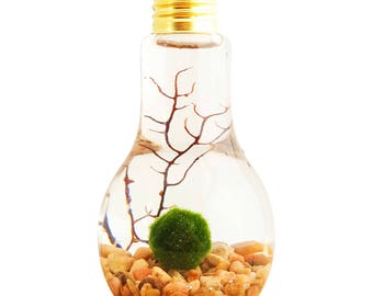 Marimo Moss Ball Light Bulb Water Terrarium / Great Gift / New Pet / FREE SHIPPING