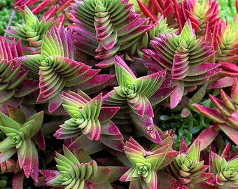 Succulent Crassula Capitella Red Pagoda Succulent Crassula corymbulosa Trees Shark’s Tooth Plants Rare Succulent, Origami Shape Plants