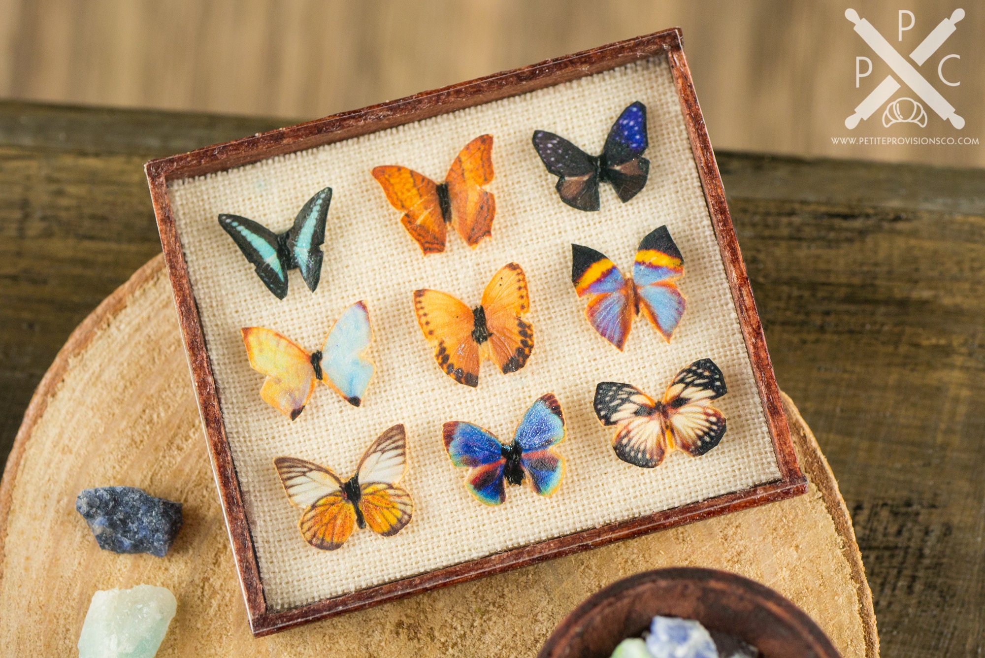The Butterfly Collector Butterfly Specimen Shadow Box and
