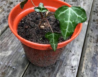 1 small english ivy plant (Hedera helix)