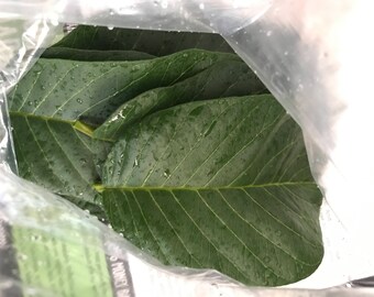 25 Organic High Quality Guava Leaves From CALIFORNIA
