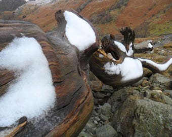 Snow on wooden tree trunk. Eagle Crag, English Lake District.