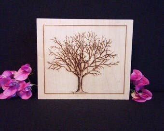 Silver Birch picture