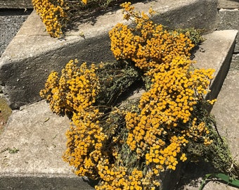 5 bunches of dried Tansy - dried flowers