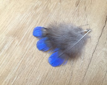 RARE Fairy Bluebird feathers - vintage feathers from 1920s taxidermy