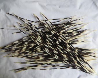 South African Porcupine Quills - 6 - 16" (Twenty Five) Thin Quills for Deena