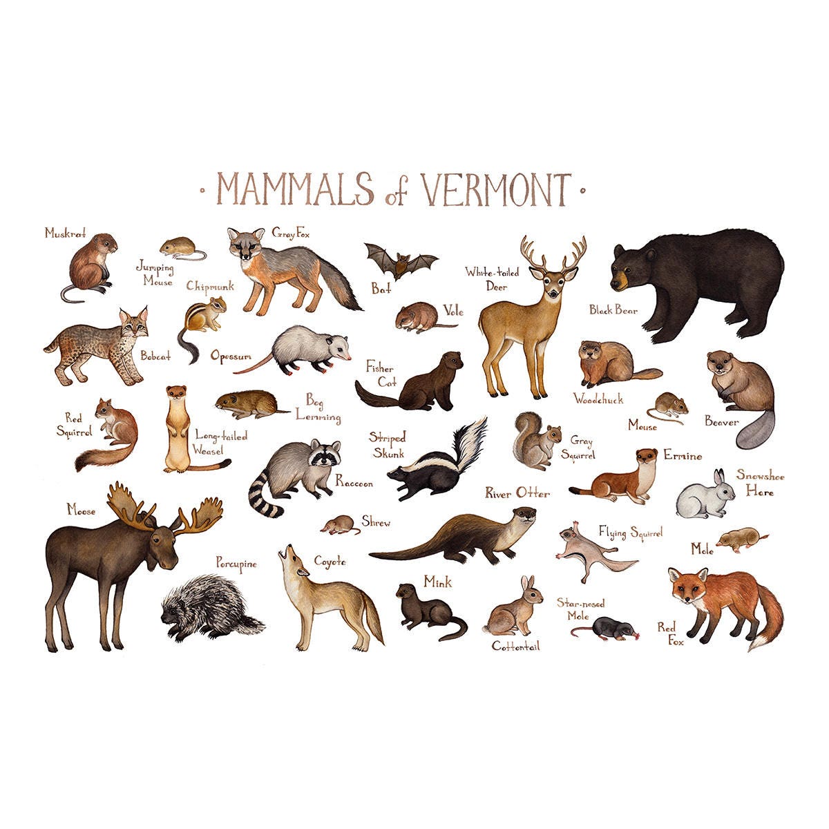 Vermont Mammals Field Guide Art Print / Animals of Vermont