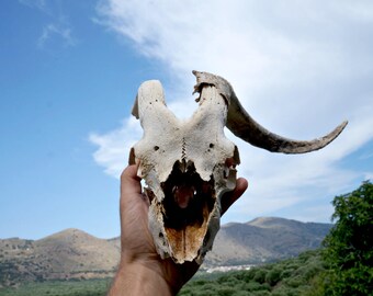 Real Ram Skull , Natural Animal Skull , Skull Mount , Gothic Decor , Pagan Voodoo Decor , Natural Ram Horn , Animal Bones , Macabre Supplies