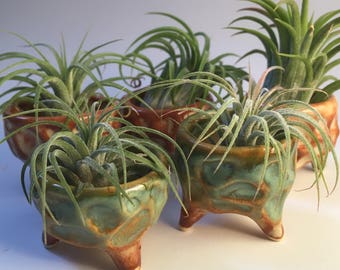 Ceramic Air Plant Holder with Free air plant; pottery planter