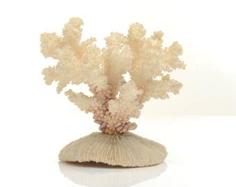 Natural coral specimen, sea coral stone, natural finger coral, natural white coral taxidermy
