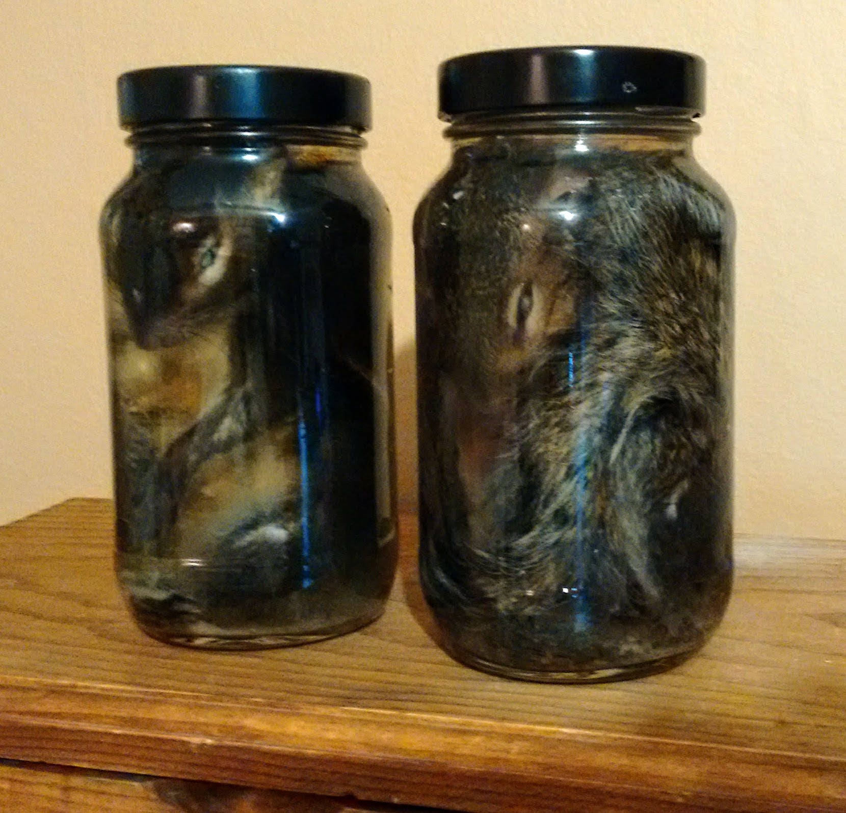 Wet Specimen Gray Squirrels in Jar