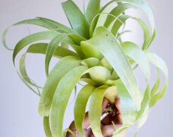 RARE Tillandsia Samantha