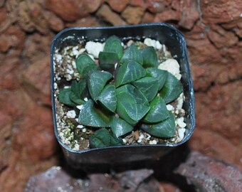 Haworthia Pygmaea 2" Pot