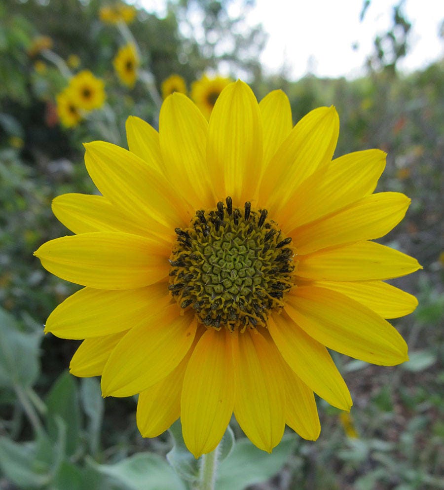 Native Perennial Downy Sunflower Seed / 20 Seeds / Native