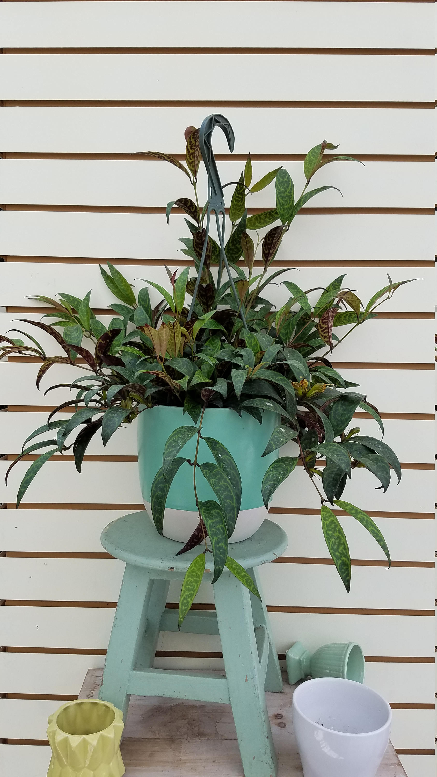 BLOOMING Lipstick Black Pagoda Hanging Plant