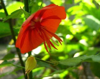 Pentapetes phoenicea, Blattaria phoenicea, Brotera phoenicea, blooms hibiscus like, 10 seeds