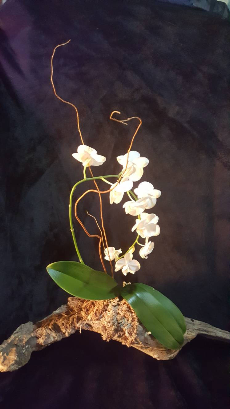 Live Elegant Orchid tabletop display on driftwood